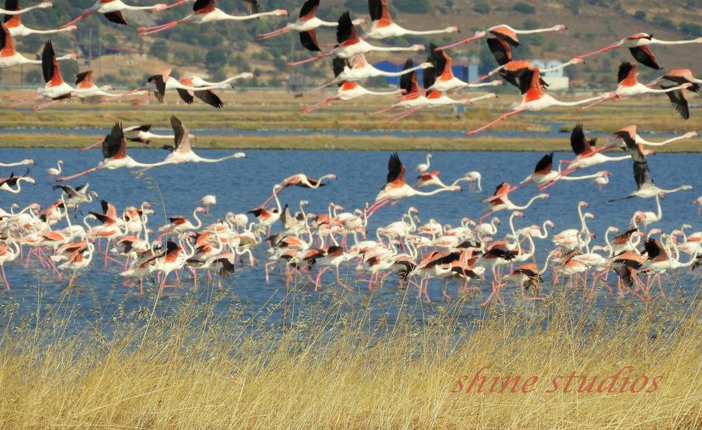 Shine Studios Скала Каллоніс Екстер'єр фото